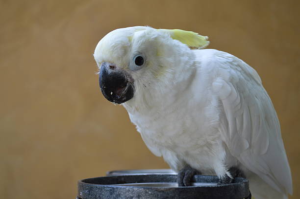 istock Alarmed Cockatoo close-up 487217394