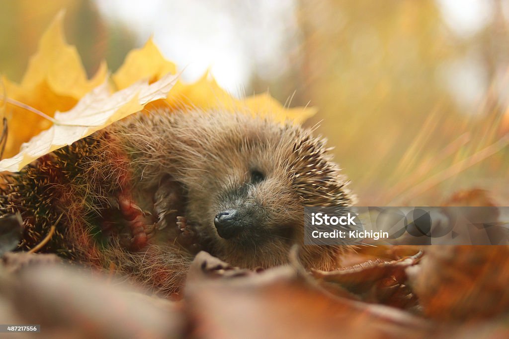 hedgehog autumn leaves forest hedgehog autumn leaves foresthedgehog autumn leaves forest Hedgehog Stock Photo