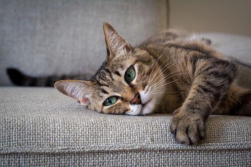 Domestic cat lying on a sofa, just another afternoon TV break.