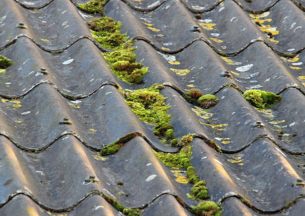 istock Worn cement fiber roof with different alga 487219873