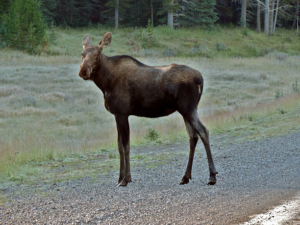 istock Female Moose in Kananaskis Country, Alberta 487219944