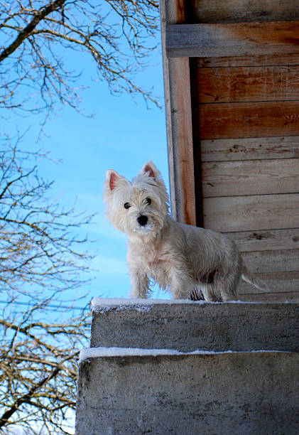 West Highland White Terrier dog on stairs Small dog chiot berger australien elevage stock pictures, royalty-free photos & images
