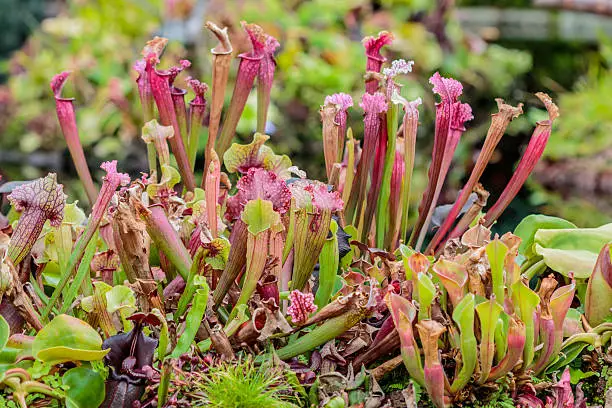 Nepenthes lined with colorful,Singapore