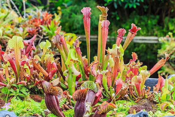 Nepenthes lined with colorful,Singapore