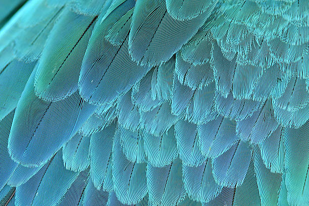 istock close up of blue and yellow macaw wing 487220769