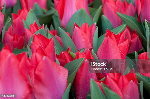 Czerwone Tulipany - zdjęcia stockowe i więcej obrazów Bez ludzi - Bez ludzi, Bukieciarstwo, Bukiet