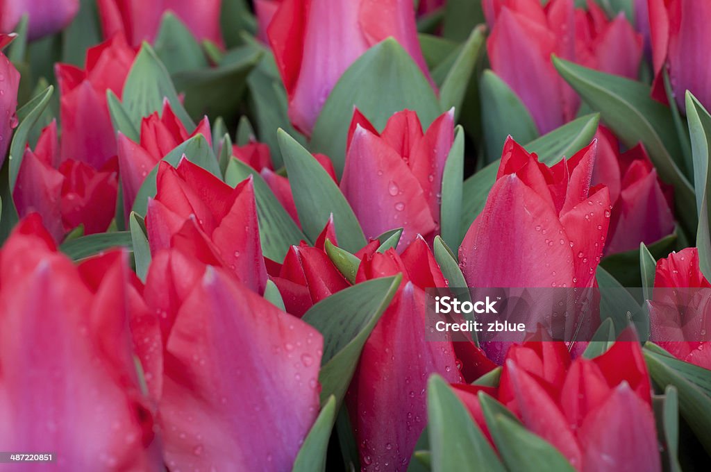 красные тюльпаны - Стоковые фото Без людей роялти-фри