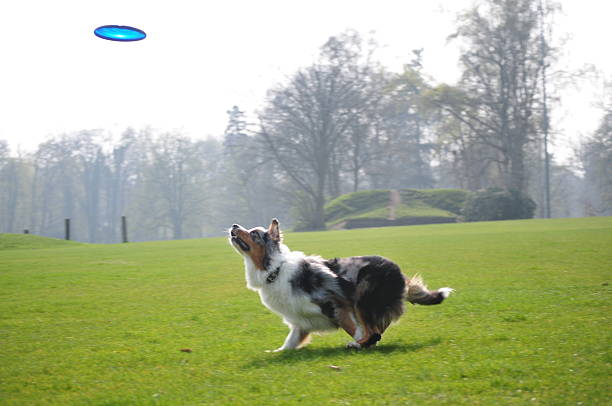 discdogging - hundesport fotografías e imágenes de stock