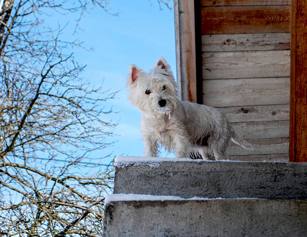 istock West Highland White Terrier dog on stairs 487221052