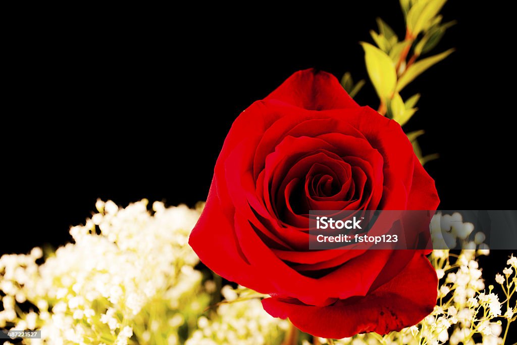 Flores: Un arreglo de flores rosas rojas sobre fondo negro. - Foto de stock de Amor - Sentimiento libre de derechos