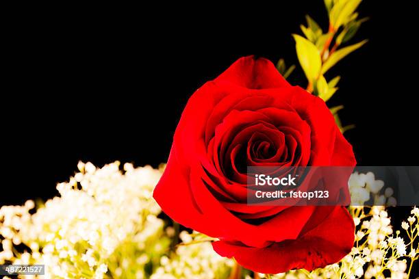 Flores Un Arreglo De Flores Rosas Rojas Sobre Fondo Negro Foto de stock y más banco de imágenes de Amor - Sentimiento