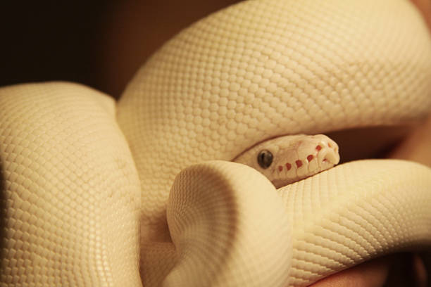 200+ Python Nose Stock Photos, Pictures & Royalty-Free Images - iStock