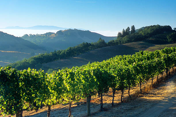 Napa Valley Vineyards and Fog Vineyards and foggy mornings highlight this view of California's Napa Valley wine country. napa california stock pictures, royalty-free photos & images