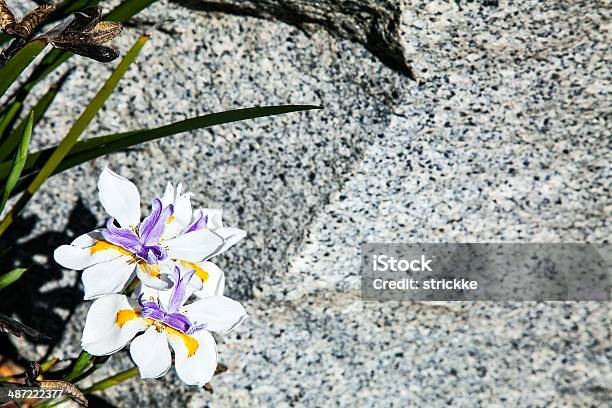 Púrpura Oro Blanco Daylily Cerezos En Flor Sobre Fondo Gris De Granito Foto de stock y más banco de imágenes de Amarillo - Color