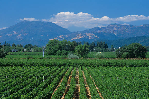 Looking Across a Vineyard Toward Calistoga