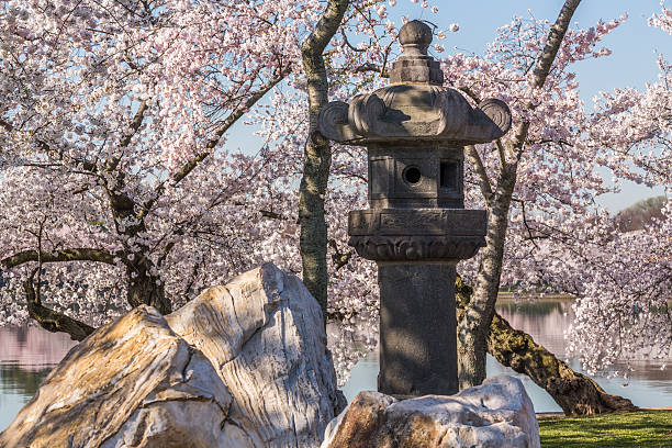 istock Japanese Lantern at Washington blossoms 487223423