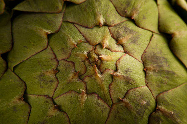 Raw Organic Artichokes on a Background