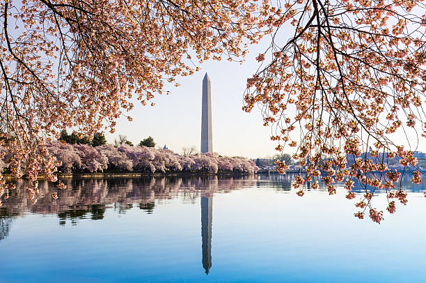 istock Washington Monument towers above blossoms 487223525