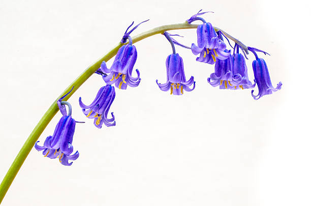 bluebell sobre blanco - campánula fotografías e imágenes de stock