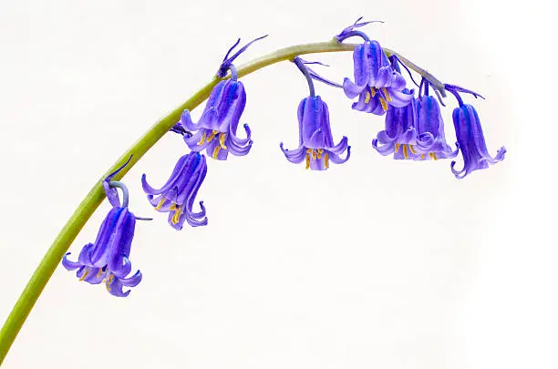 A bluebell isolated on white