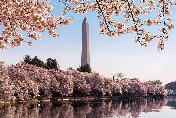 istock Washington Monument towers above blossoms 487223775
