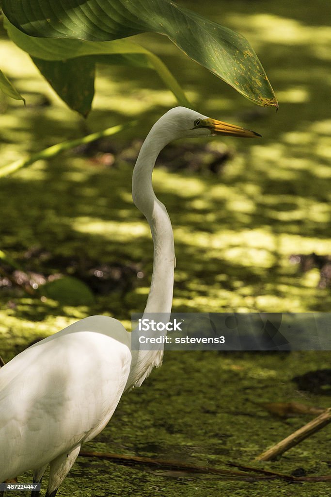 Great Egret A great egret in a swamp.  Corkscrew Swamp Sanctuary, Naples, FL, USA. Animal Stock Photo
