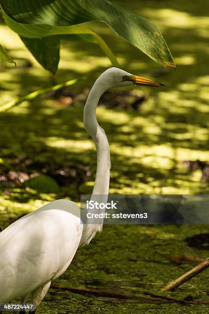 Great Egret Stock Photo - Download Image Now - Animal, Animal Wildlife, Animals In The Wild