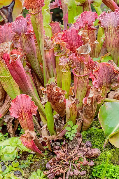 Nepenthes lined with colorful,Singapore