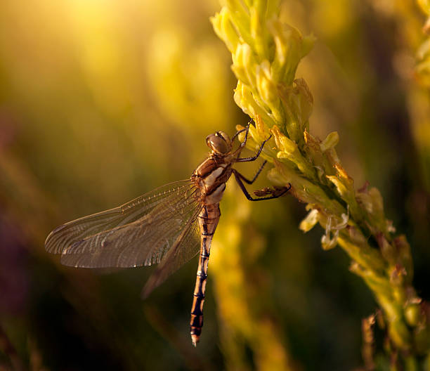 Dragonfly Dragonfly calopteryx syriaca stock pictures, royalty-free photos & images