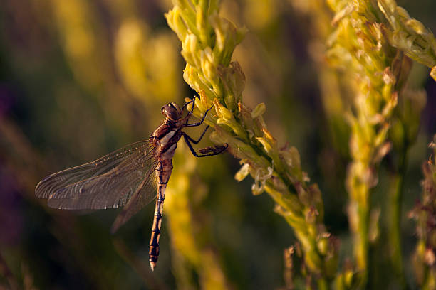 Dragonfly Dragonfly calopteryx syriaca stock pictures, royalty-free photos & images