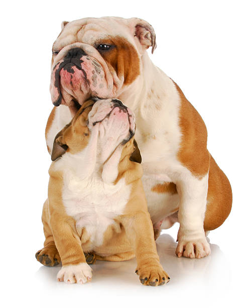 istock father and son dogs 487224797