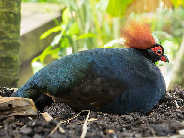 istock Tropical bird of Paradise 487224842
