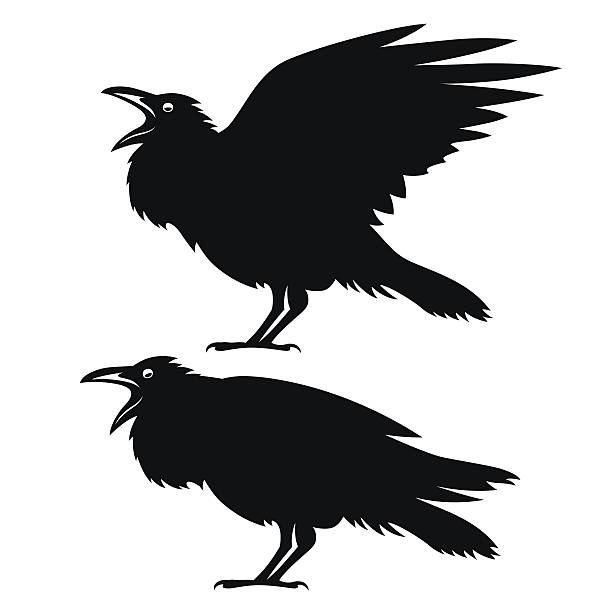 Black ravens set. Black ravens set. Design element for t-shirt print, halloween card. Vintage style monochrome illustration. raven bird stock illustrations