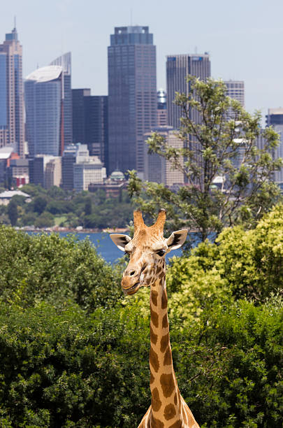 jirafas con una vista fabulosa de sydney - taronga fotografías e imágenes de stock