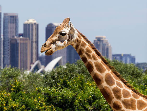 jirafas con una vista fabulosa de sydney - taronga fotografías e imágenes de stock