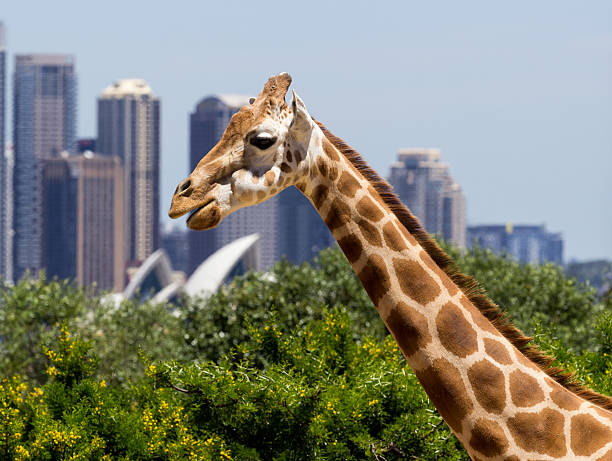 Giraffes with a fabulous view of Sydney stock photo