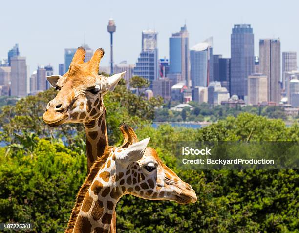 Giraffes With A Fabulous View Of Sydney Stock Photo - Download Image Now - Animal, Animal Body Part, Animal Head