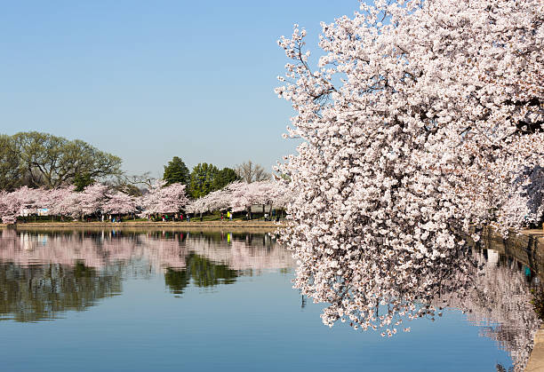 istock Tourists stroll by the cherry blossoms 487225395