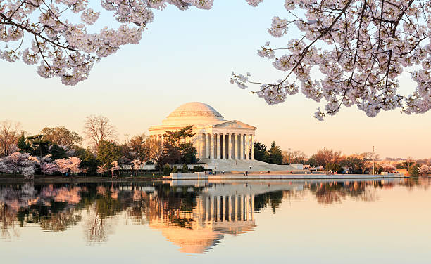 istock Beautiful early morning Jefferson Memorial 487225463