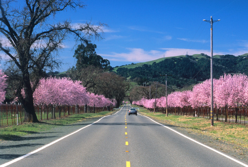 A pink blossom lined road meanders through California wine country.