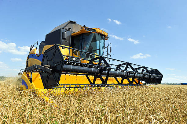 istock Combine harvester working on a wheat field 487229044