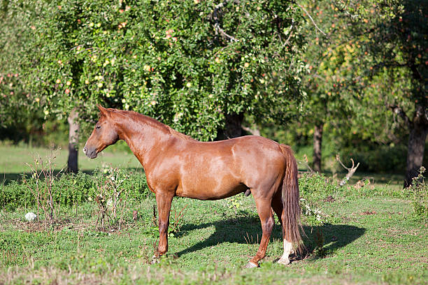 Beautiful young horse is eating grass on meadow.