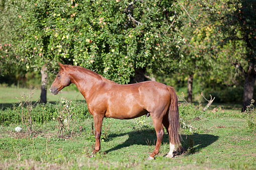 Beautiful chestnut quarter horse stand on meadow