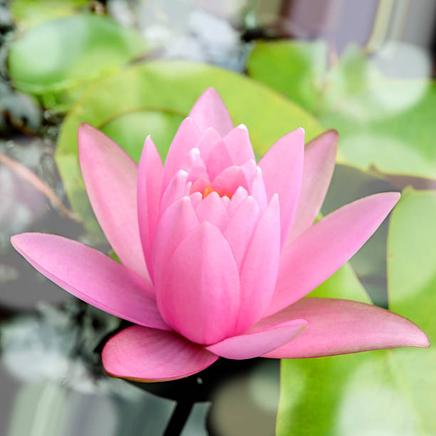 istock Pink Hardy water-lily (Nymphaea sp. and hybrid). 487230392