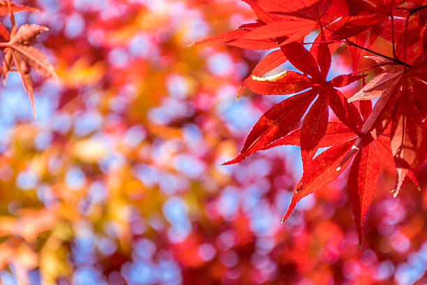 istock Colorful Autumn Leaf Season in Japan 487230414