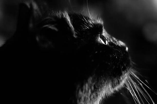 istock Close-up portrait of black cat 487230724