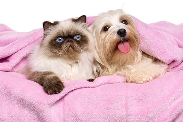 happy young персидская кошка и собака лежа на bedspread гаванский бишон - tongue mountain стоковые фото и изображения