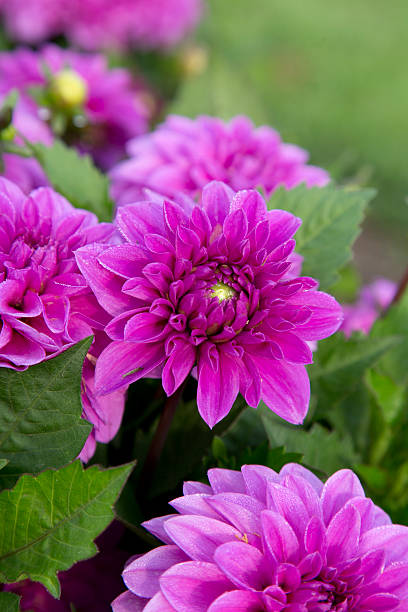 istock Dahlia - Hypnotica - Lavender 487231192