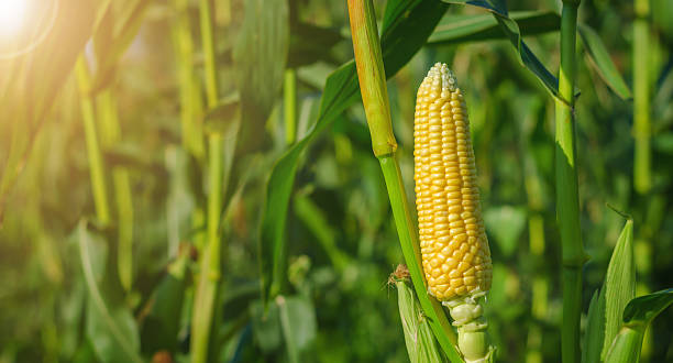 milho de carolo - agriculture close up corn corn on the cob imagens e fotografias de stock
