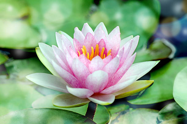 istock Pink Hardy water-lily (Nymphaea sp. and hybrid). 487234302
